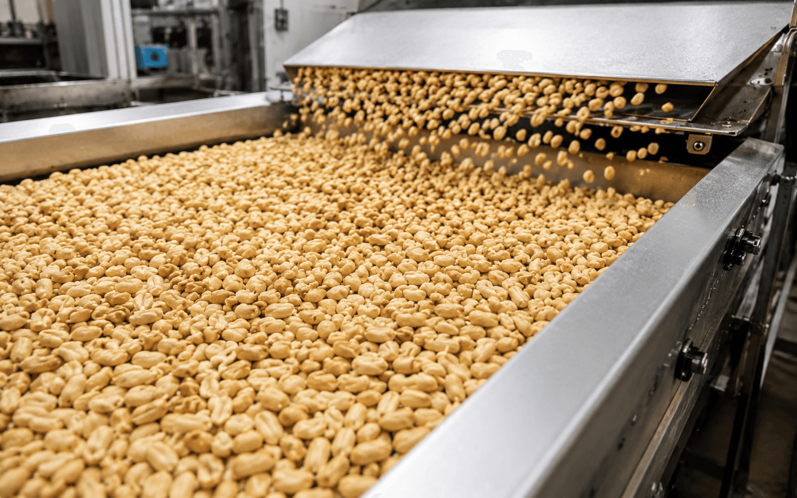 An industrial food-processing conveyor carrying a large quantity of processed peanuts.